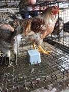 Trio Easter Eggers