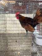 Sebright Rooster