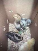 4 White True Blue Chicks