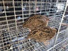 3 Jumbo Wilds Quail - 8wks Old