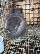 Grey Lionhead Buck