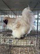White Silkie Rooster "Olaf"