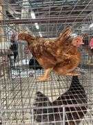2 Rhode Island Red Roosters