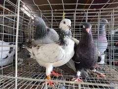 3 Tippler Pigeons
