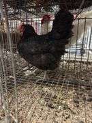American Mix Hen - 1 Yr Old