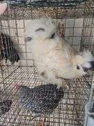 Paint Silkie Rooster