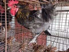 Maran Rooster