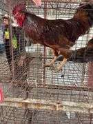 Rhode Island Red Rooster - Mean
