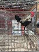 Modern Game Rooster