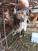 Trio Easter Eggers