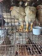 2 Meat Chickens