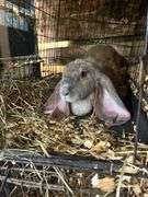 Proven English Lop Doe w/ Pedigree
