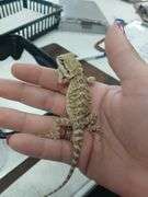 Baby Bearded Dragon w/ Eye Issue - Eating Crickets & Dubia Roaches