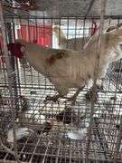 1 Rooster - 10 Months Old
