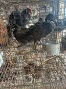 3 Melanistic Ringneck Pheasants w/ Permit