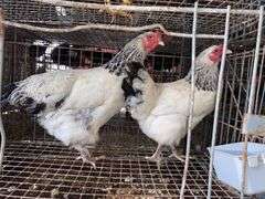 2 Light Brahma Laying Hens - 1 Yr Old