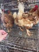 3 Red Laying Hens