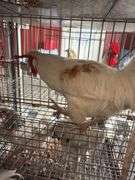 1 Rooster - 10 Months Old