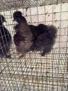 1 Chocolate Silkie & 2 Black Silkies