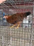 Young Red Hen