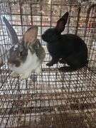 2 Rabbits