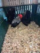 Breeding Pair Gray Japanese Chickens w/ Cage