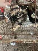 2 Ameraucana Cross Roosters