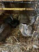 New Zealnd Doe w/ 2 Bunnies - Selling as Family