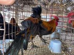 2 Banty Roosters