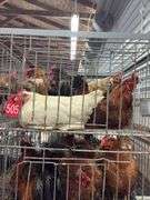 5 Chickens - 1 Rooster 4 Hens