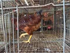Rhode Island Red Rooster