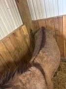 Jack Donkey - 7 Yrs Old - Friendly & Good w/ Livestock w/ Coggins Paperwork