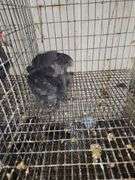 3 Ayam Cemani Chicks