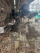 2 Melanistic Ringneck Pheasants w/ Permit