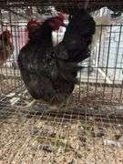 American Mix Hen - 1 Yr Old
