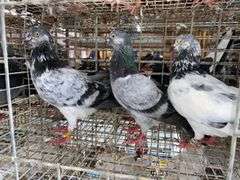 3 Tippler Pigeons