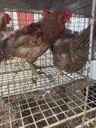 Pair Chickens