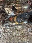 2 Young Barnyard Mix Chickens