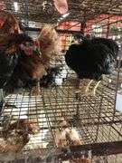 4 Pullets