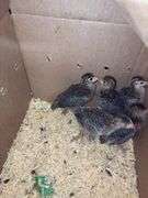 5 Guinea Keets