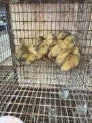 14 Baby Muscovy Ducks
