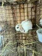 Holland Lop Bunny
