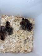 4 French Pearl & Pied Guinea Keets