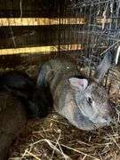 New Zealnd Doe w/ 2 Bunnies - Selling as Family