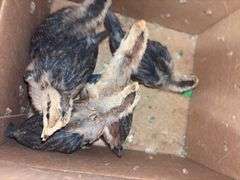 5 Brown Leghorn Chick Pullets