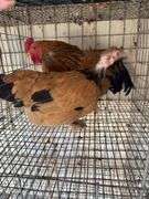 1 Buff Brahma Banty Hen & 1 Roosters
