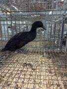 Cayuga Hen Duck