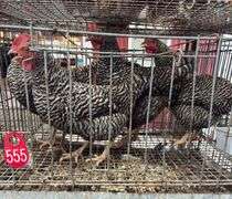4 Barred Rock Hens - 8 Mos Old