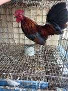 Banty Rooster