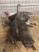 Young Bronze Hen Turkey - Currently Laying Eggs
